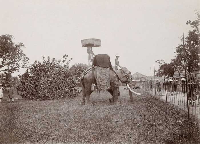 An elephant with two impressive tusks inside the Imperial City of Huế.