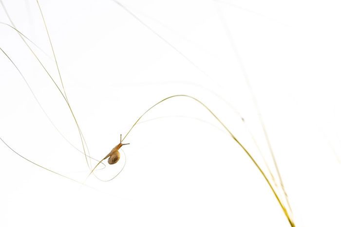 Sebastian Vogel photographed a snail on a blade of grass.