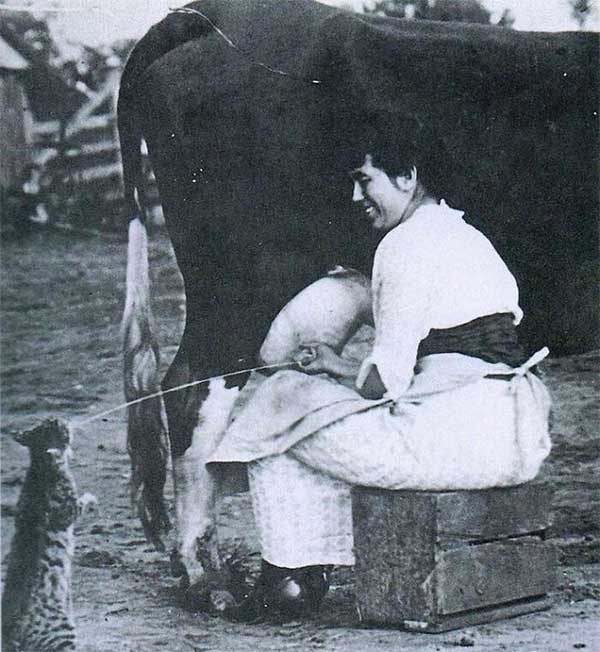 The life of a farm cat, 1951