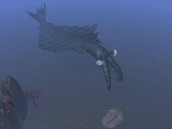 An Anomalocaris.