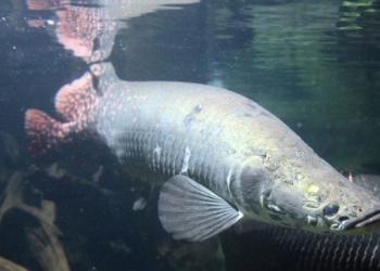 arapaima 650