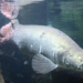 arapaima 650