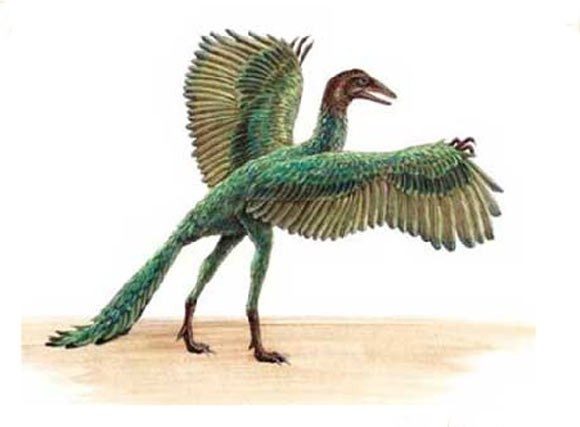 The Archaeopteryx - ancestor of modern birds.