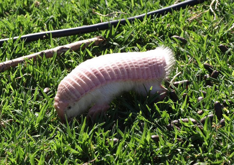 This Pink Armadillo is highly dependent on its habitat.