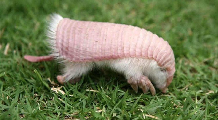 The habitat of the Pink Armadillo is gradually shrinking.