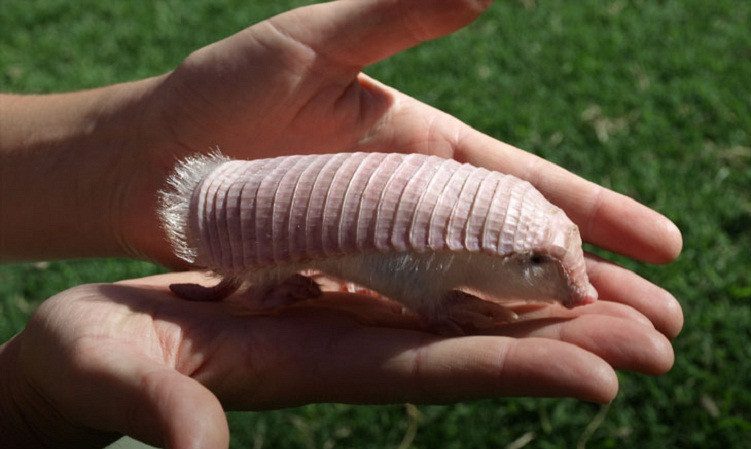 The Pink Armadillo is very small, measuring only about 15 cm or a bit more.