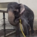 asian elephants can self assemble with spraying 137782