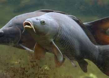 asian fish can jump up to 3m invading us waterways 129192