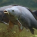 asian fish can jump up to 3m invading us waterways 129192