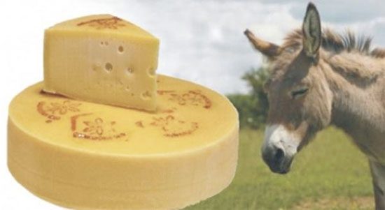 Donkey Cheese