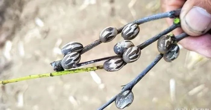 Quail egg larvae