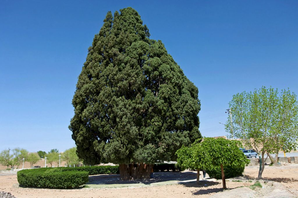 Sarv-e Abarqu, or Zoroastrian Sarv, at least 4,000 years old