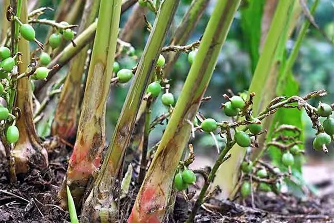 Cardamom is cultivated in many places around the world.