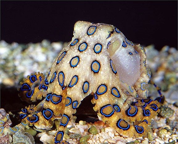 Close-up of the blue-ringed octopus with venom 50 times more toxic than a cobra