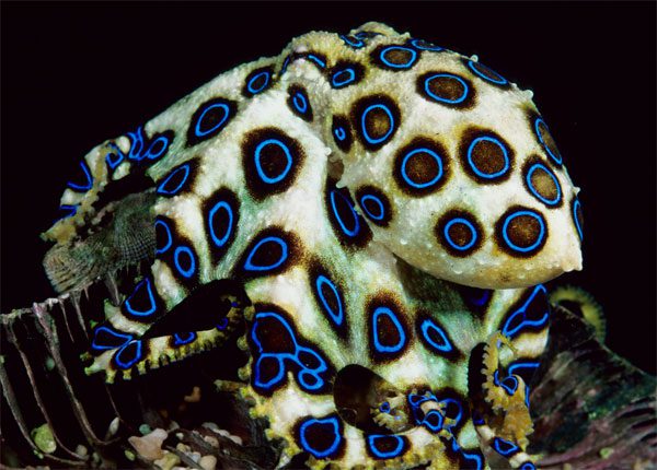 Close-up of the blue-ringed octopus with venom 50 times more toxic than a cobra