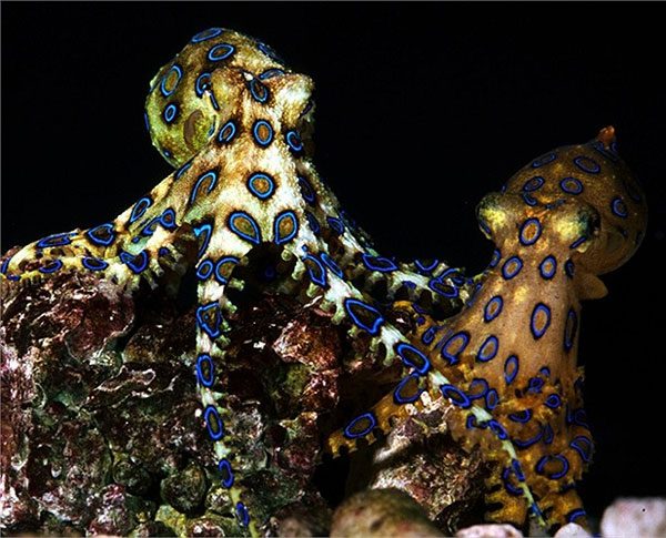 Close-up of the blue-ringed octopus with venom 50 times more toxic than a cobra