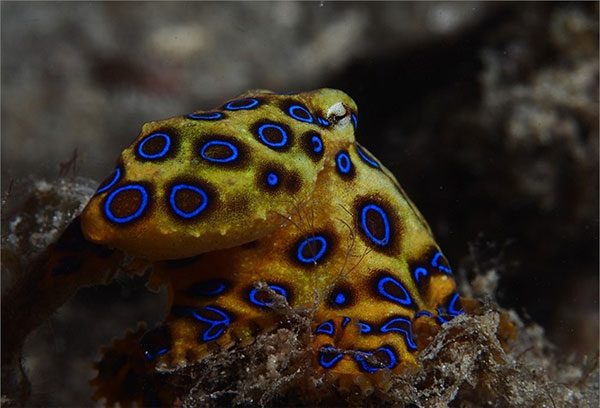 Close-up of the blue-ringed octopus with venom 50 times more toxic than a cobra