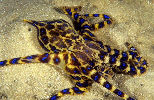 Close-up of the blue-ringed octopus with venom 50 times more toxic than a cobra