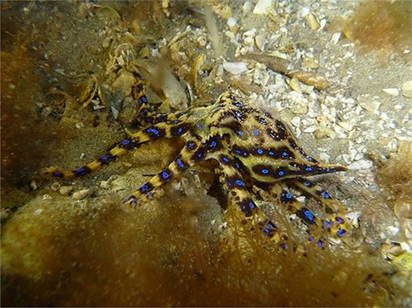 Close-up of the blue-ringed octopus with venom 50 times more toxic than a cobra