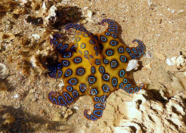 Blue-ringed octopus