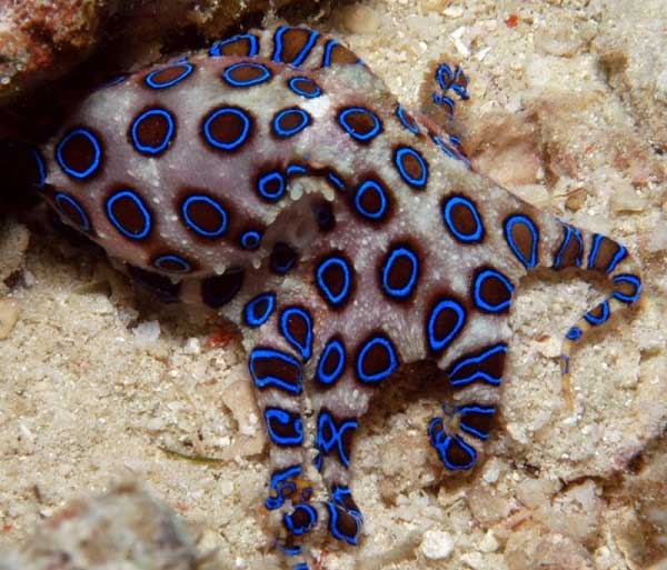Blue-ringed octopus; just touching it will injure you immediately.