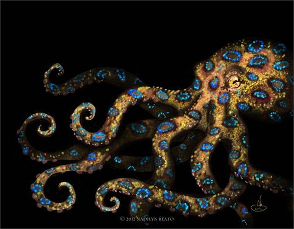 Close-up of the blue-ringed octopus with venom 50 times more toxic than a cobra