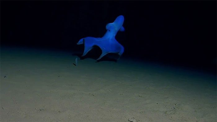 Large-eyed jellyhead octopus jumping on the Pacific Ocean floor.