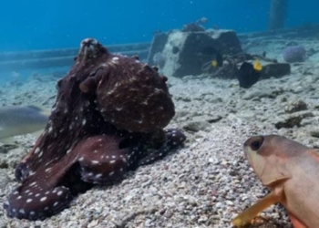 bachelor turtle cooperates with new sand fish 136989