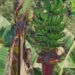 banana