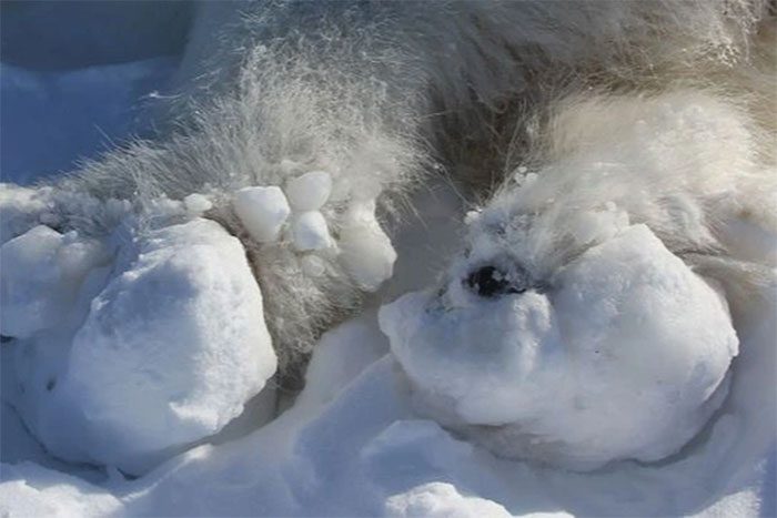 Image of a large ice chunk stuck to a polar bear's foot