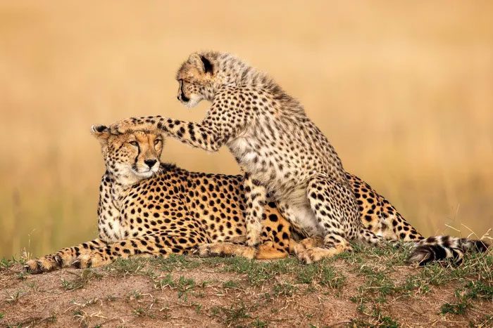 Spotted Leopard and Cub