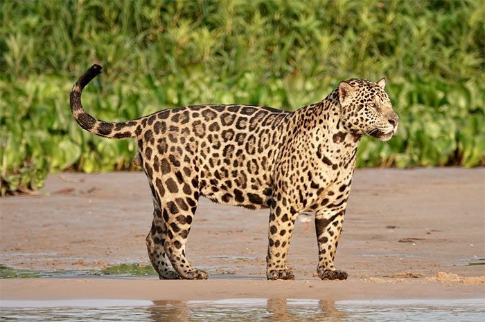 Jaguar can kill and eat cubs, although this is very rare.