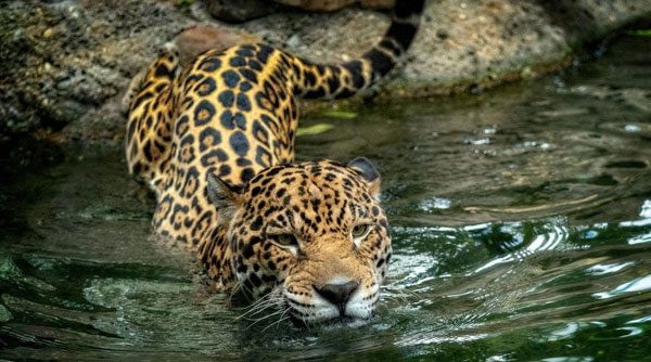 Jaguar