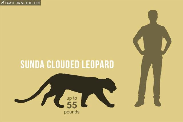 Comparison of the Sunda Clouded Leopard (Neofelis diardi) size with a human.