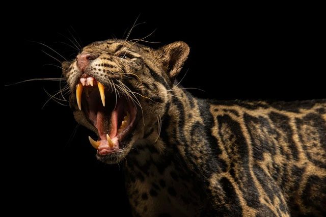 Biologists refer to the Sunda Clouded Leopard as the "modern saber-toothed tiger"