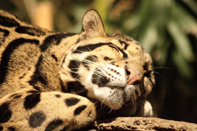 Beautiful images of the Sunda Clouded Leopard.