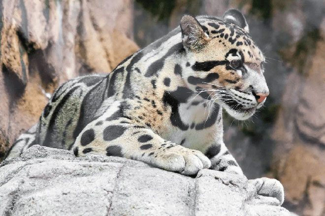 Beautiful images of the Sunda Clouded Leopard.