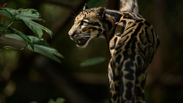 Clouded Leopard