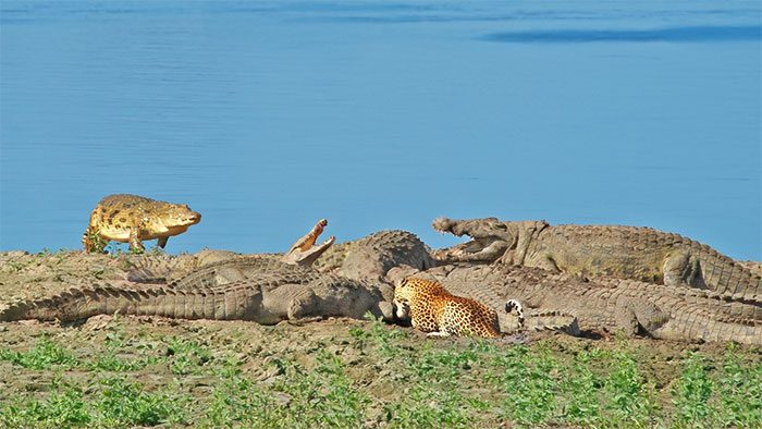 A fierce struggle for food between a solitary blind leopard and a large group of crocodiles.