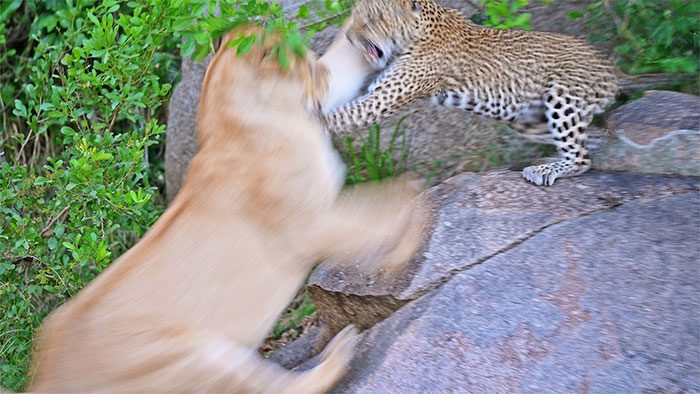 The battle of the leopard to protect her cubs.