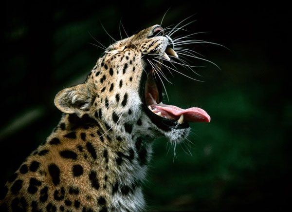 Leopard