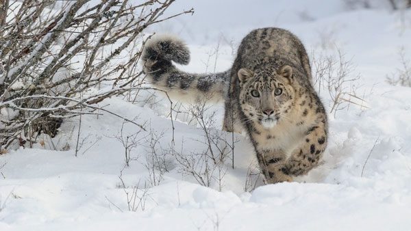 Snow Leopard