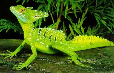 basiliscus plumifrons1