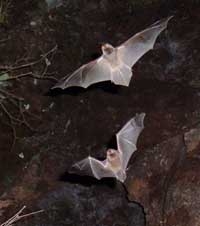 bats