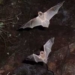 bats