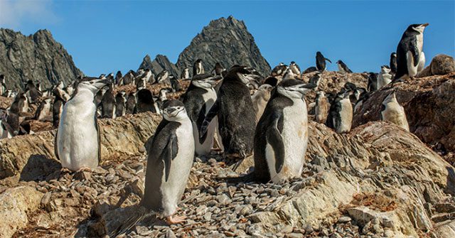 A flock of Macaroni Penguins on Elephant Island in Antarctica