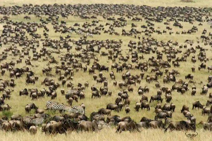 A herd of Blue Wildebeest along with some zebras during migration inside the Masai Mara Reserve in Kenya.