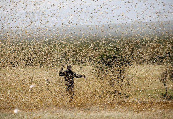 A man trying to chase away a swarm of desert locusts at a farm near Nanyuki town in Laikipia, Kenya.