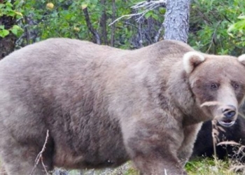 bear mom overcomes rival to win championship fat bear 137280 2