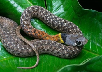 beautiful snakes that are unique and can kill many people in vietnam 129514